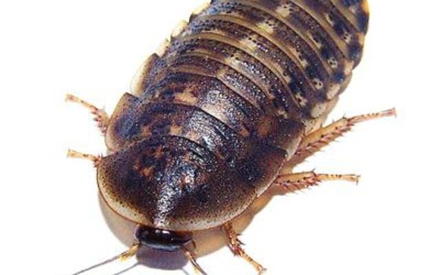Levende Kakkerlakken Blaptica Dubia