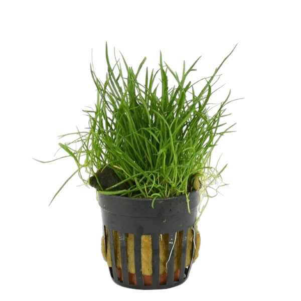 Lilaeopsis Mauritius