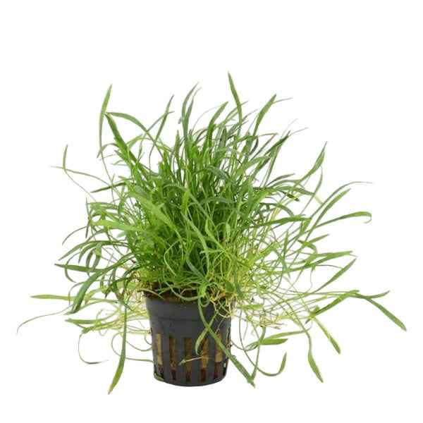 Lilaeopsis Novae-Zelandiae