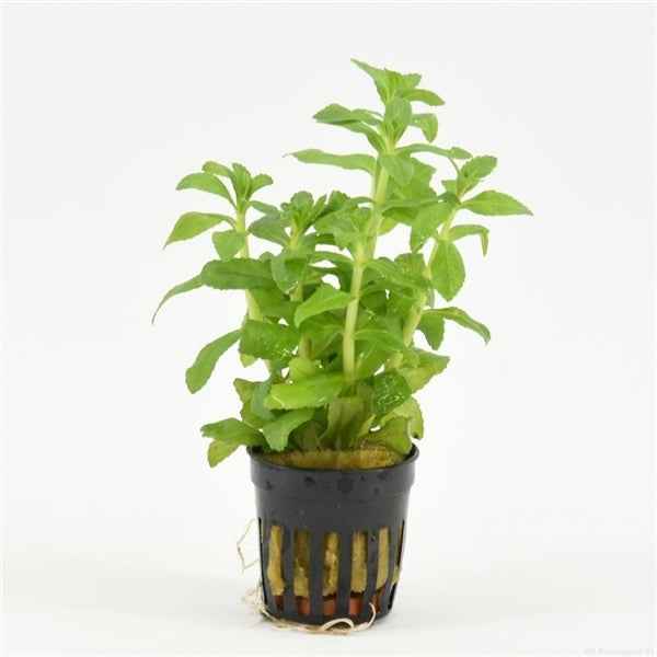 Limnophila Aromatica 'Green'
