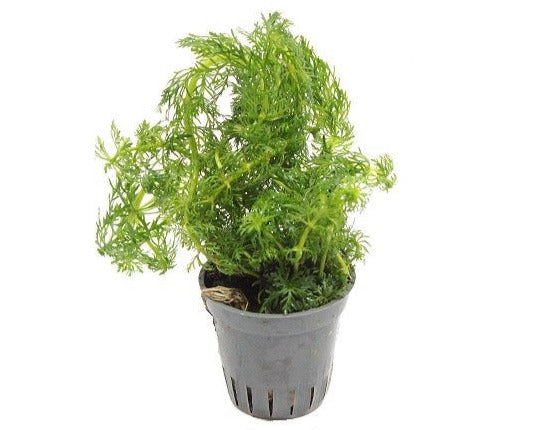 Limnophila Heterophylla - Aquascape - Aquariumplanten