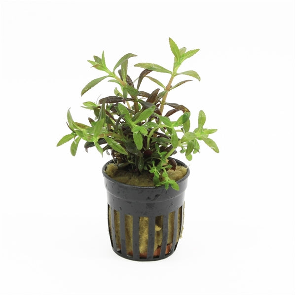 Limnophila Hippuridoides - Aquascape - Aquariumplanten