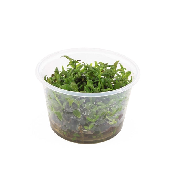 Limnophila Hippuridoides - In Vitro - Aquascape - Aquariumplanten
