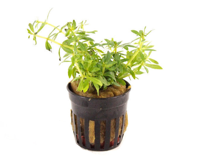Limnophila sp. Vietnam 'Mini'  - Aquascape - Aquariumplanten