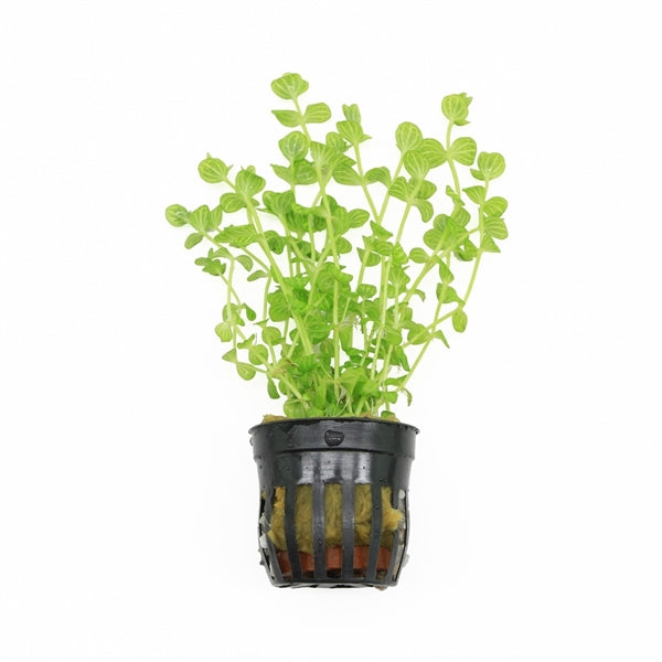 Lindernia Rotundifolia Variegated - Aquascape - Aquariumplanten