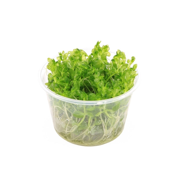 Lindernia Rotundifolia Variegated - In Vitro Aquariumplanten - Aquascape