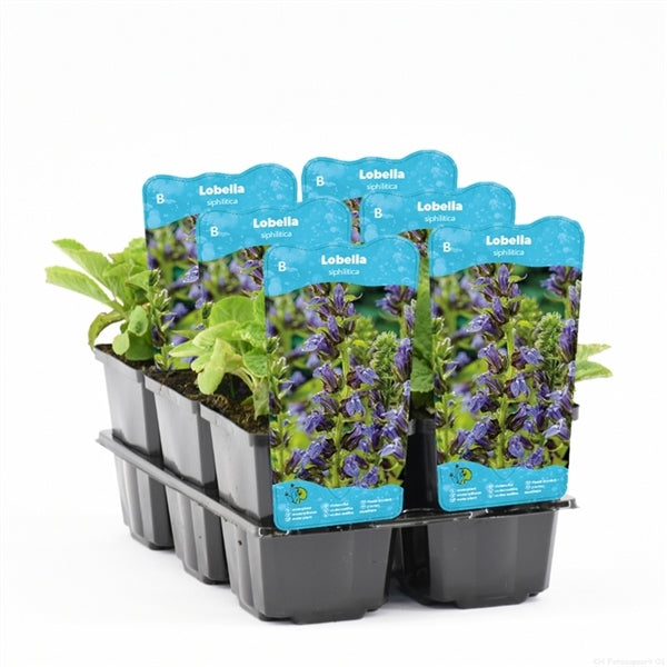 Lobelia Siphilitica