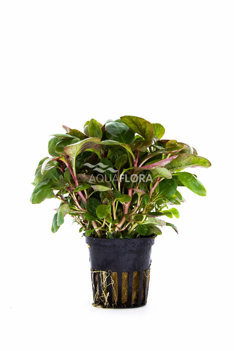 Lobelia Cardinalis Mini - Aquariumplanten - Aquascape