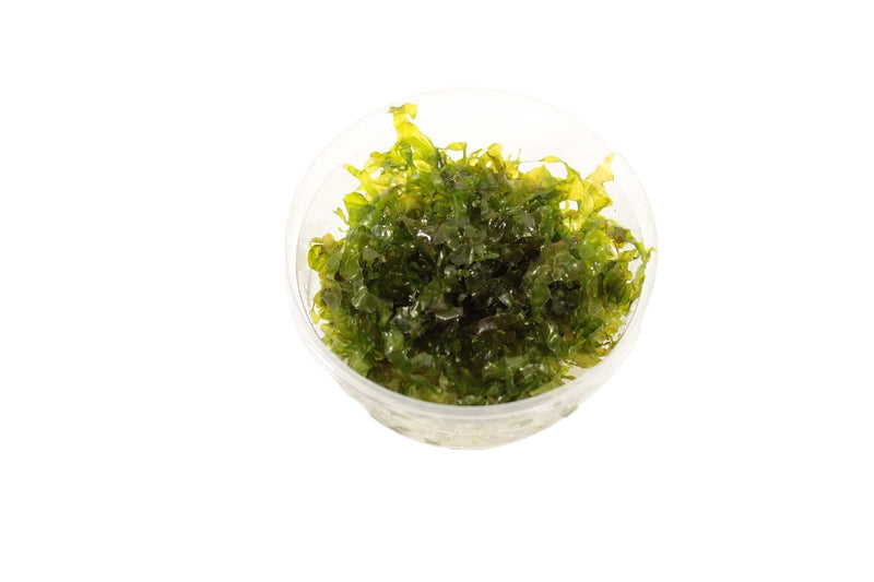 Mos Aquariumplanten Mix