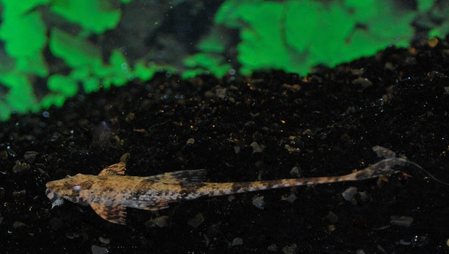 Loricaria Filamentosa - Aquariumvissen