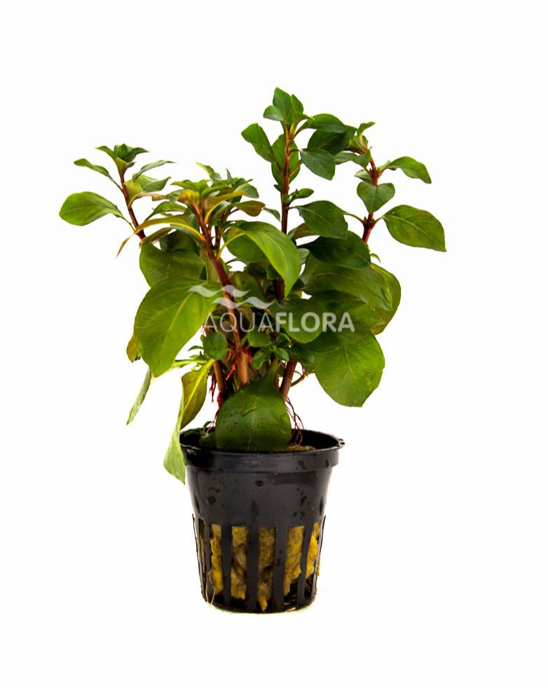 Ludwigia Repens 'Mesacana' - Aquascape - Aqariumplanten
