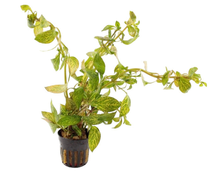 Ludwigia sp. Atlantis - Aquascape - Aquariumplanten