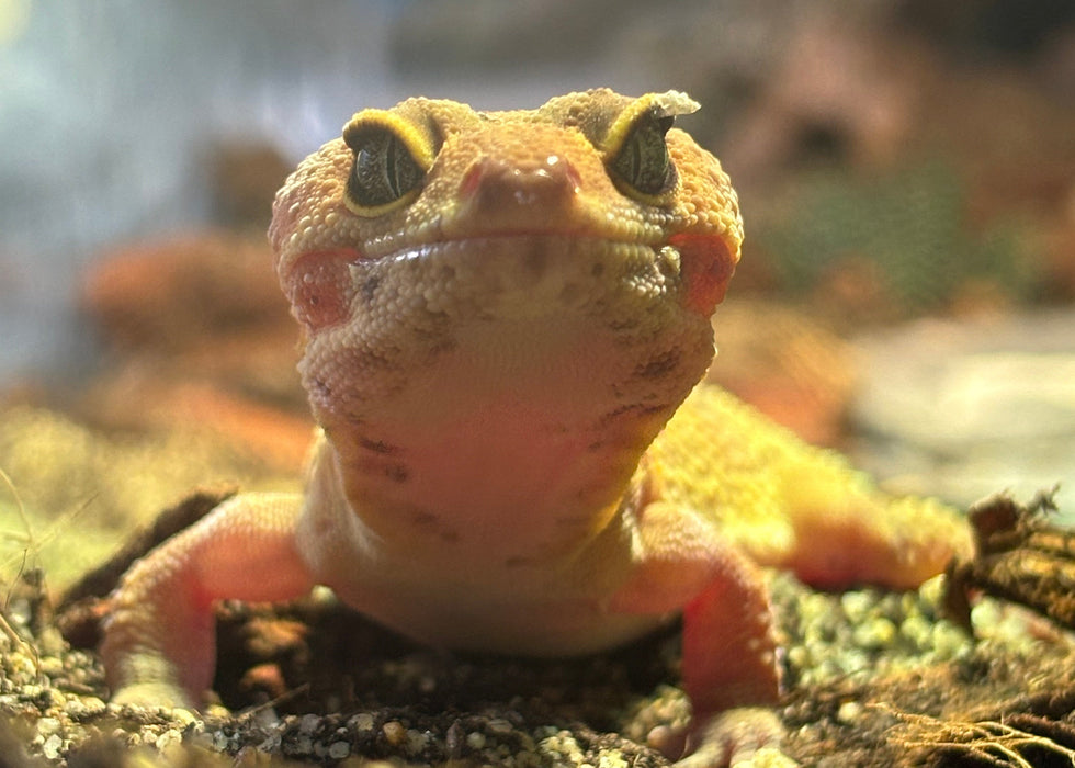 Luipaardgekko magneet – Woestijn Wildlife