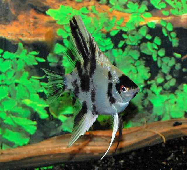 Maanvis Koi