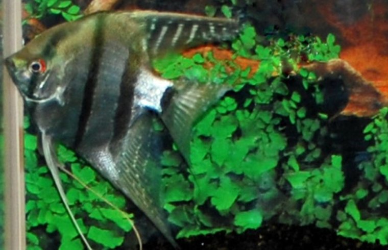 Maanvis Blauw Aquariumvissen