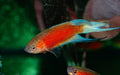 Paradijsvis Rood Blauwvin - Aquariumvissen