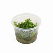 Marsilea Hirsuta - In Vitro