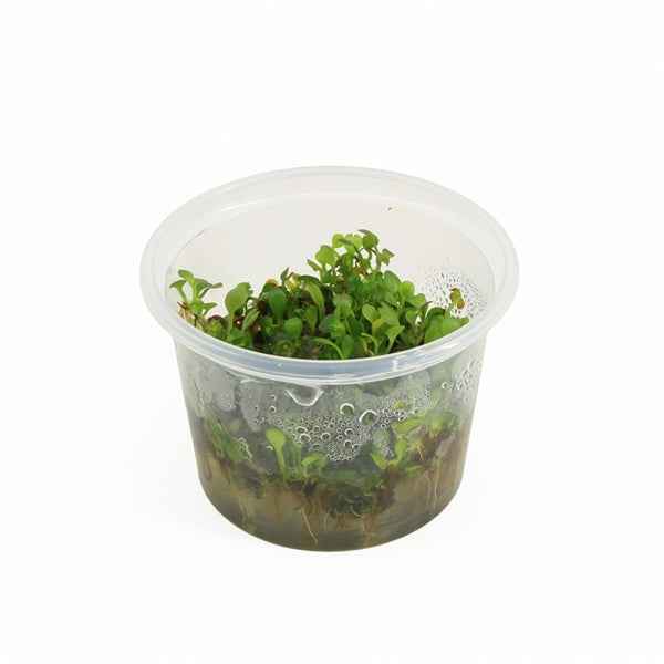 Marsilea Hirsuta - In Vitro