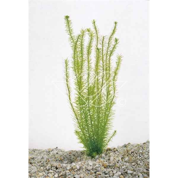 Mayaca Fluviatilis