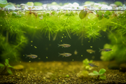 Medaka Biotoop Plantenmix drijfplanten