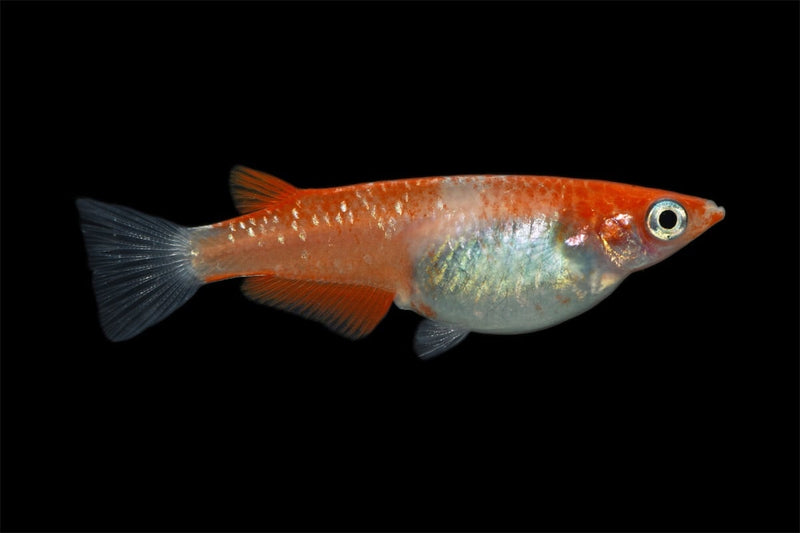 Medaka Oryzias Latipes Kohaku
