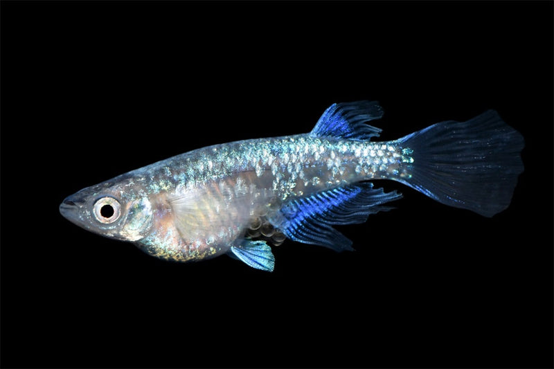 Medaka Oryzias Latipes Matsui Miyuki Longfin