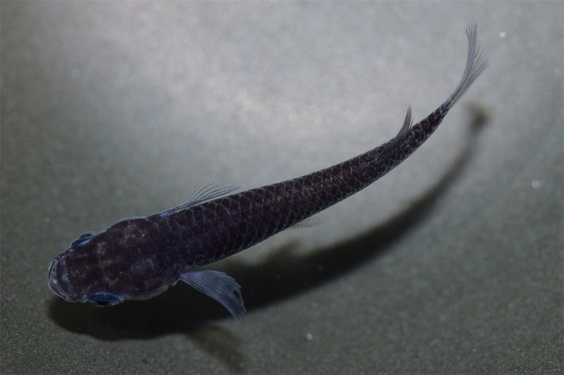 Medaka Oryzias Latipes Black Dragon