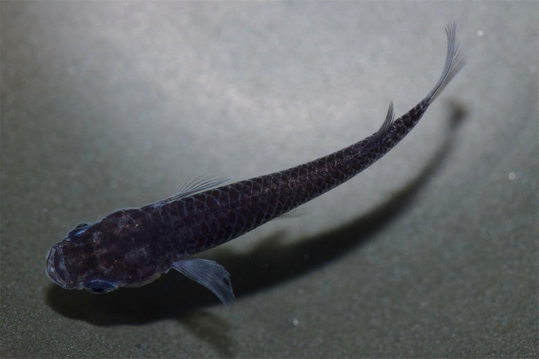 Medaka Oryzias Latipes Black Dragon