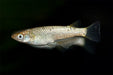 Medaka Oryzias Latipes Champagne Gold