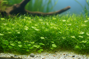 Medaka Spawn Plantenmix voorzone