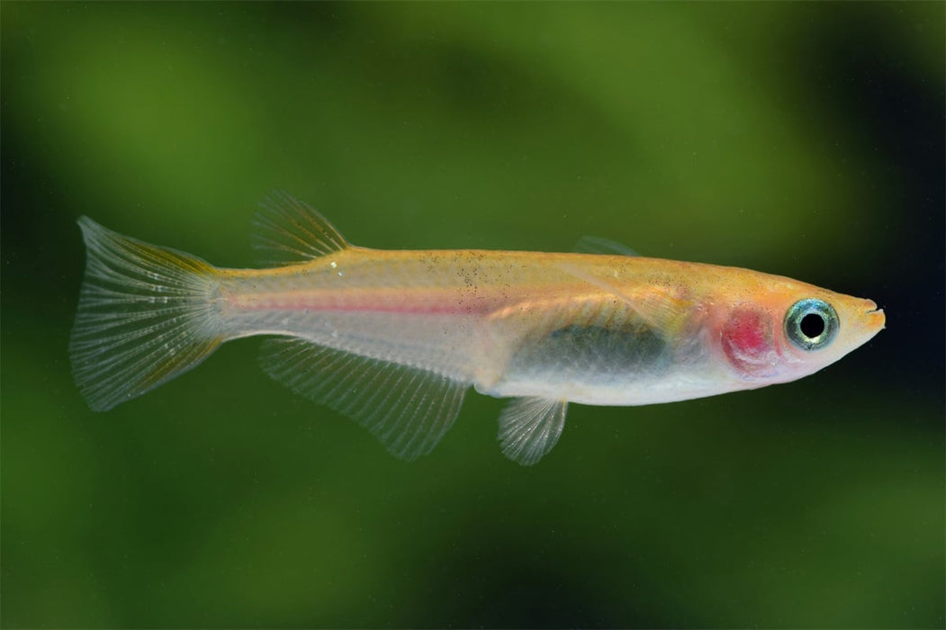 Medaka Oryzias Latipes Yellow