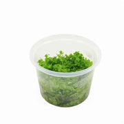 Micrantemum Monte Carlo - In Vitro