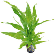 Microsorum Pteropus Greens - Aquascape - Aquariumplanten