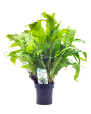 Microsorum Mix