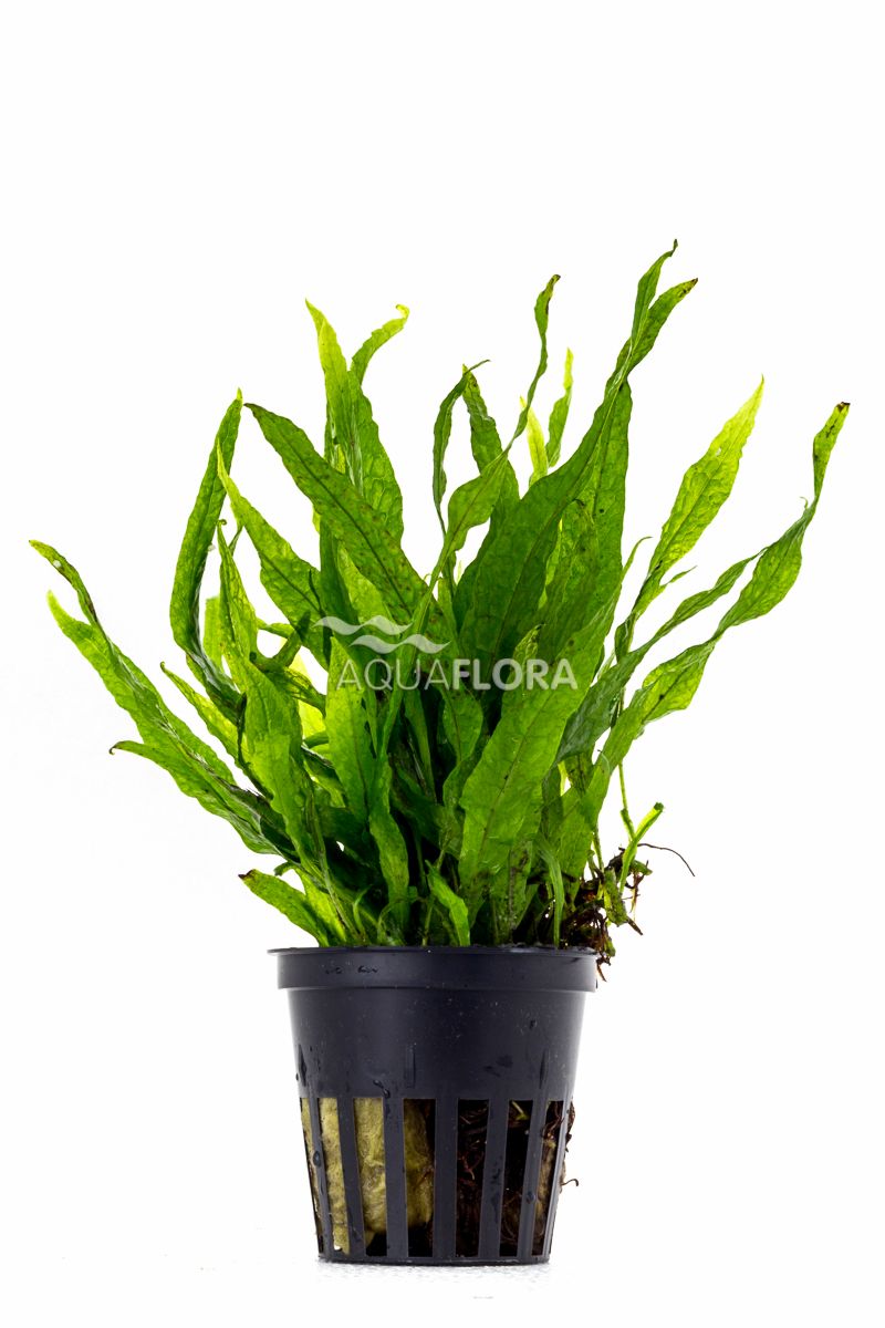 Microsorum Pteropus 'Petite' - Aquascape - Aquariumplanten