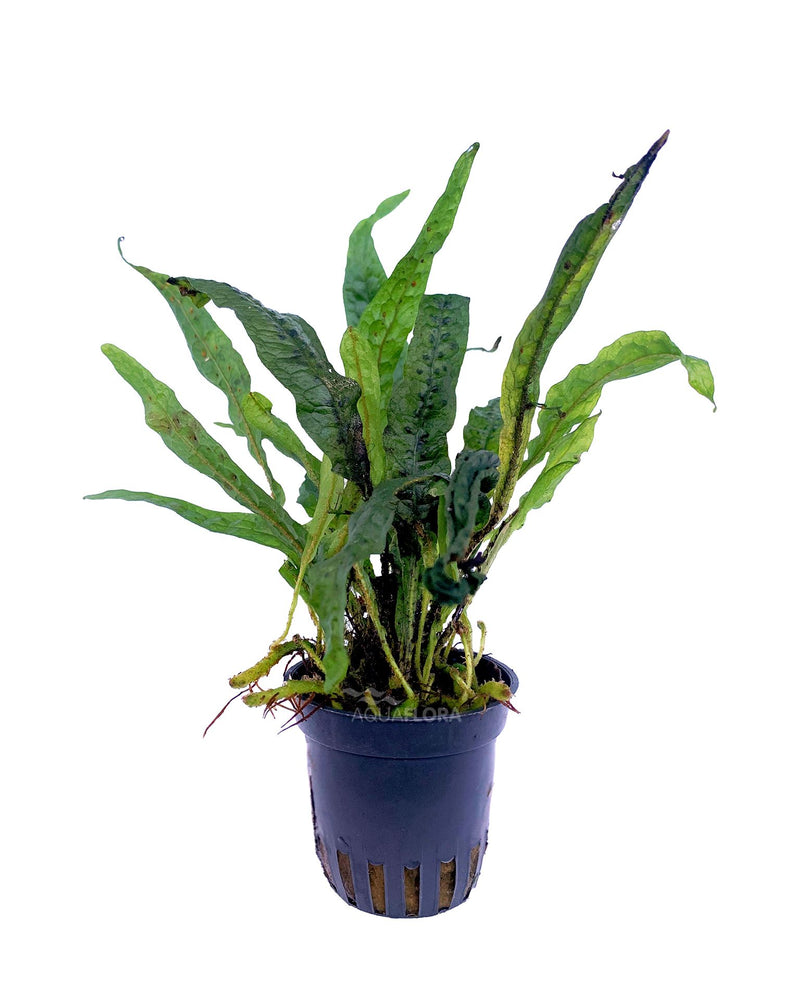 Microsorum sp. 'India' Aquariumplanten