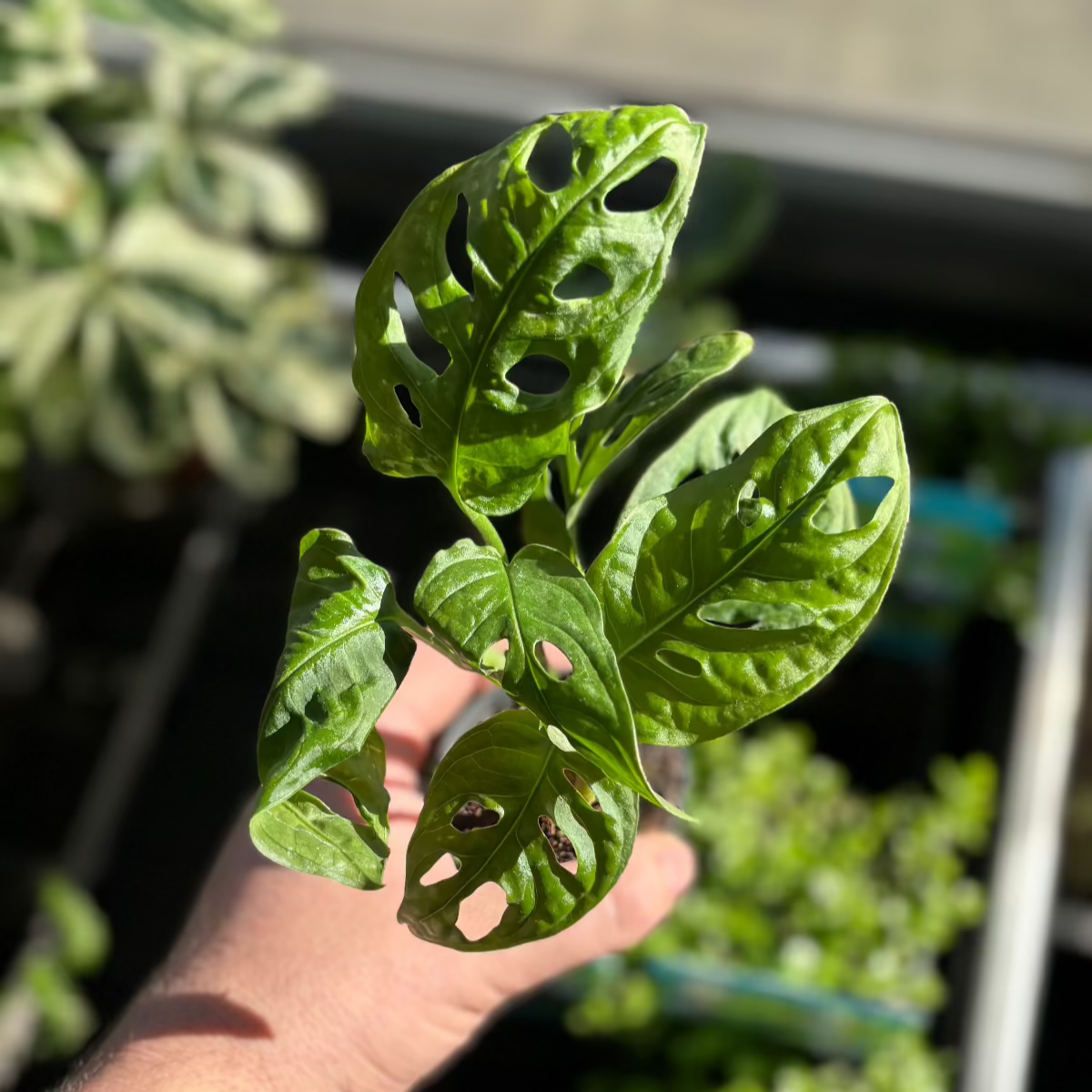 Monstera Mix - Terrariumplanten
