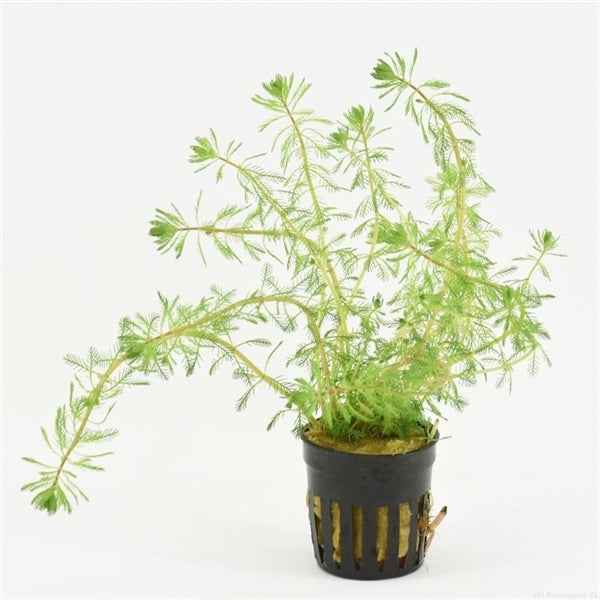 Myriophyllum Brasiliensis