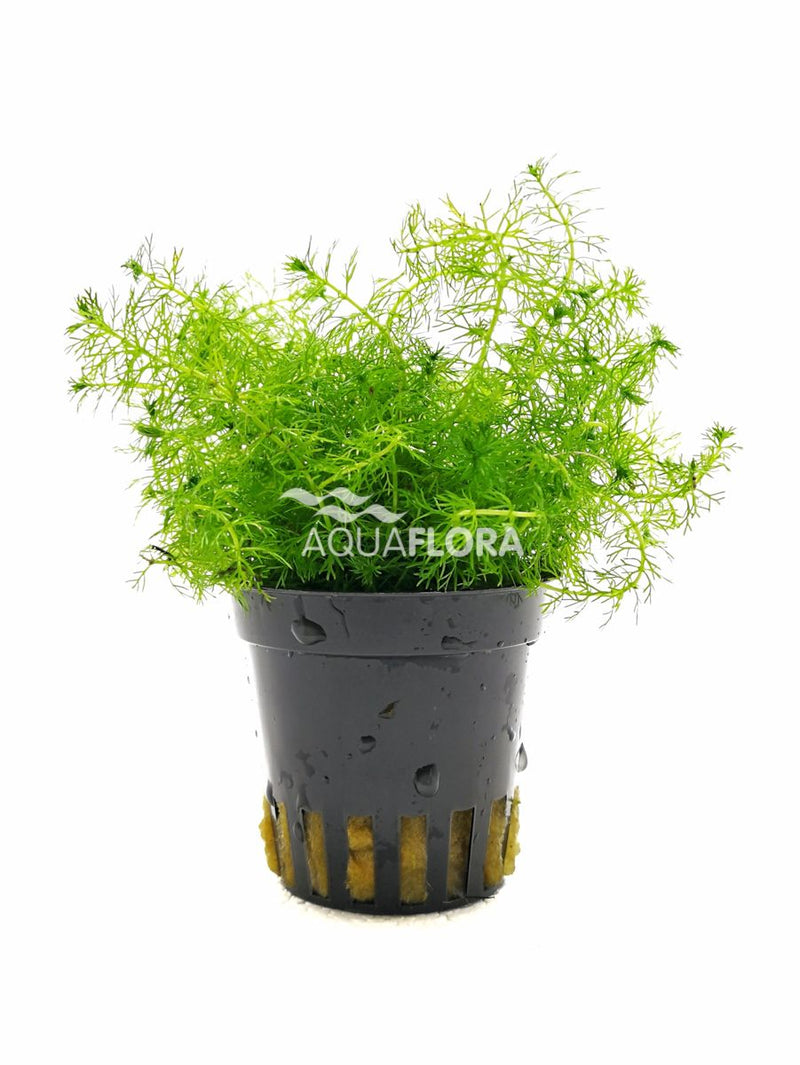 Myriophyllum sp. Guyana - Aquascape - Aquariumplanten