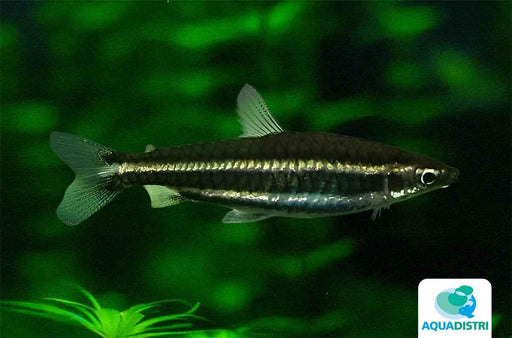 Nannostomus Marylinae