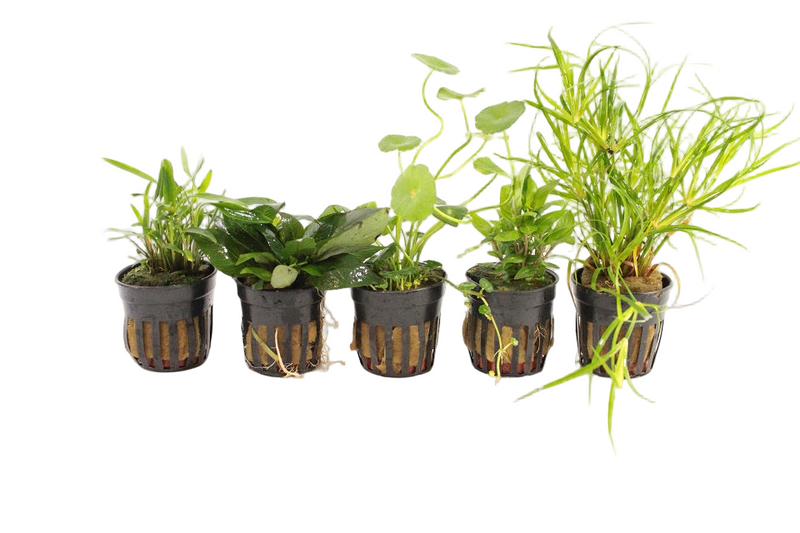 Nano Aquariumplanten Mix - Aquascape - Plantenmix