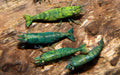 Neocaridina Davidi Green - Groene Garnaal