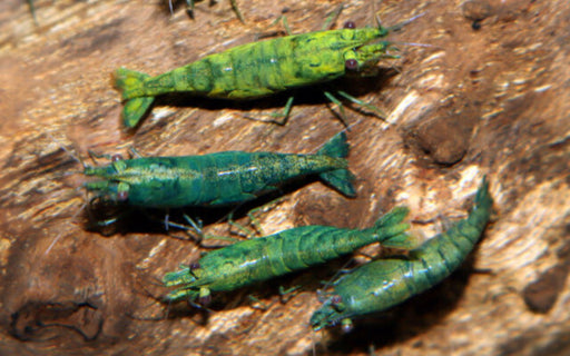 Neocaridina Davidi Green - Groene Garnaal
