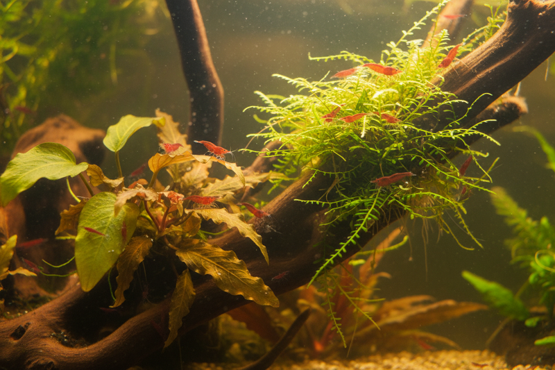 Neocaridina Plantenmix middenzone