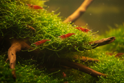 Neocaridina Plantenmix mos