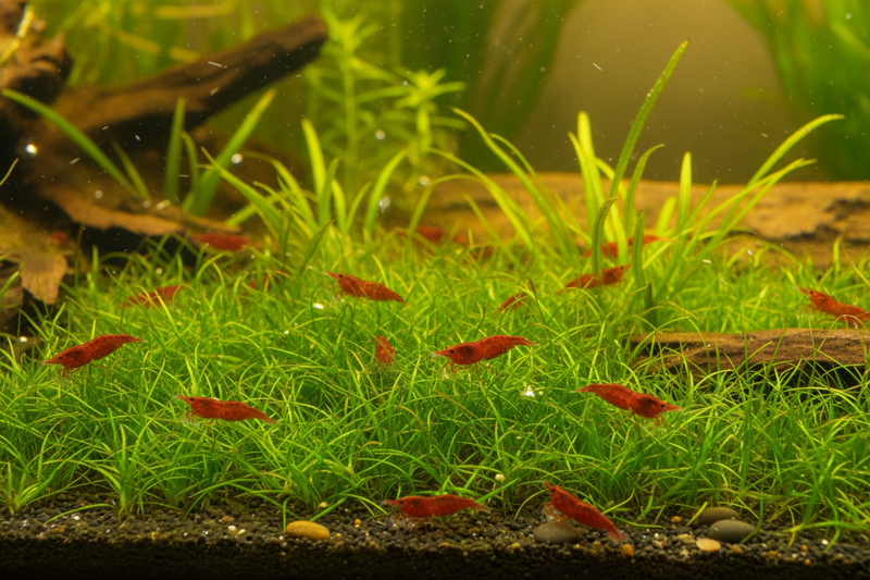Neocaridina Plantenmix voorzone