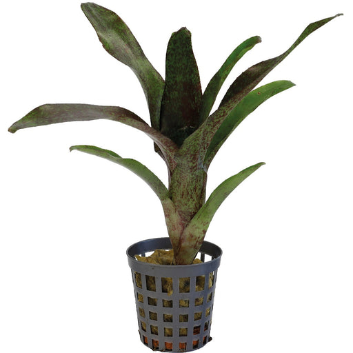 Neoregelia Atlantis