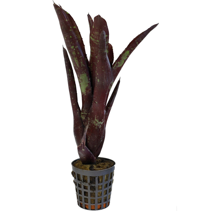 Neoregelia Hera Little bright