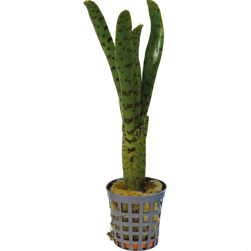 Neoregelia Punctatissima