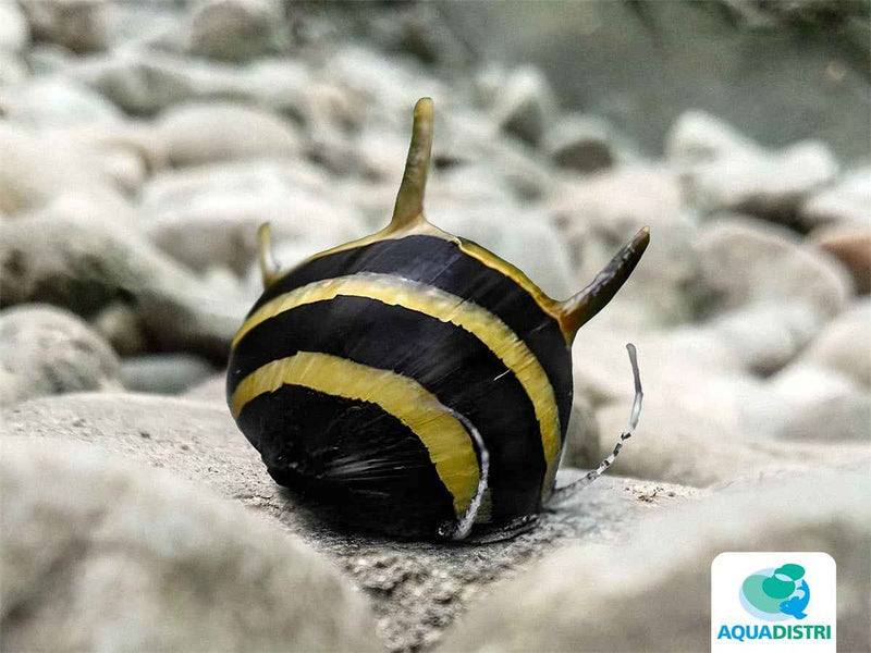 Neritina Spiral Horn